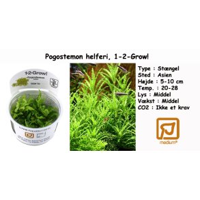 Pogostemon helferi, 1-2-Grow! 