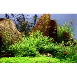 Pogostemon helferi, 1-2-Grow! 