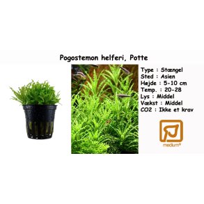 Pogostemon helferi, Potte