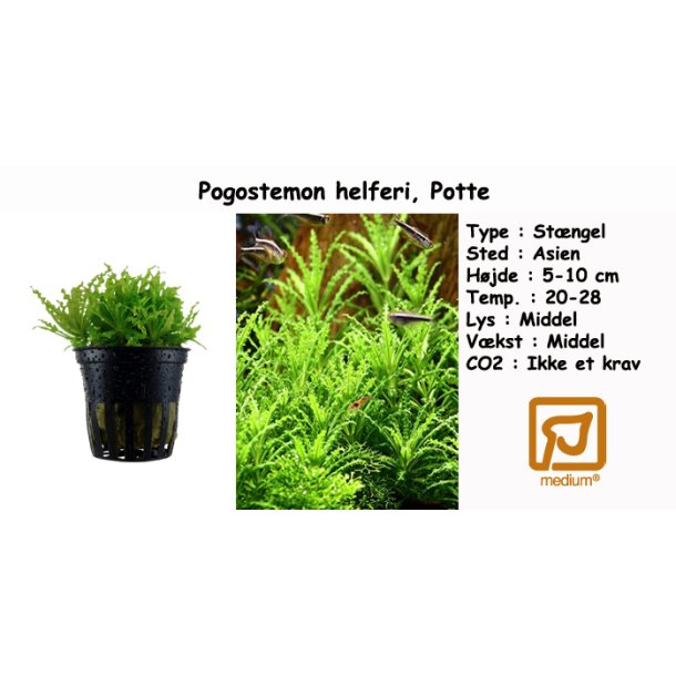 Pogostemon helferi, Potte