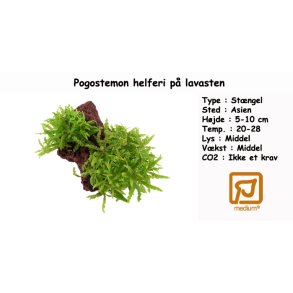 Pogostemon helferi p lavasten
