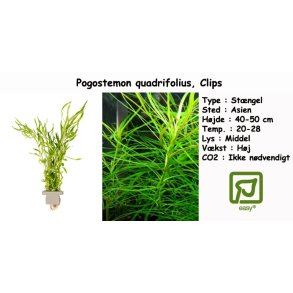 Pogostemon quadrifolius, Clips