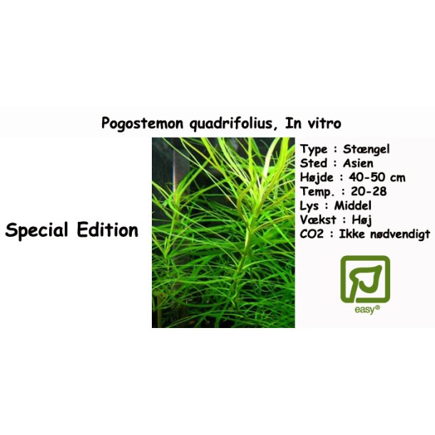 Pogostemon quadrifolius, In vitro