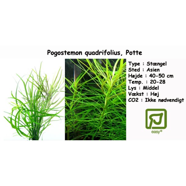 Pogostemon quadrifolius, Potte