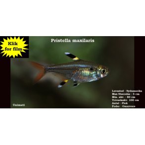 Pristella maxilaris - Pristellatetra