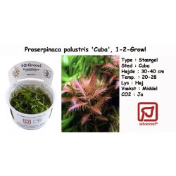 Proserpinaca palustris 'Cuba', 1-2-Grow! 