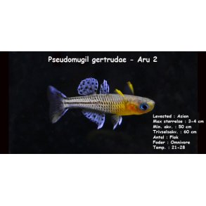 Pseudomugil gertrudae - Aru 2