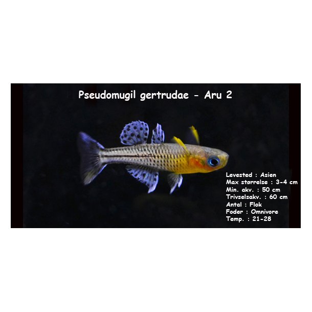Pseudomugil gertrudae - Aru 2