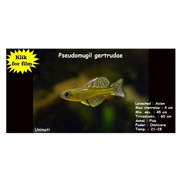 Pseudomugil gertrudae - Gertruds regnbuefisk