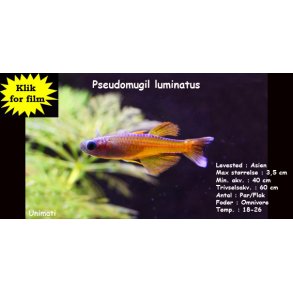 Pseudomugil luminatus