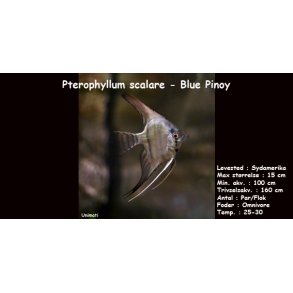 Pterophyllum scalare - Blue Pinoy