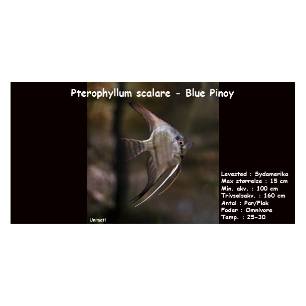 Pterophyllum scalare - Blue Pinoy