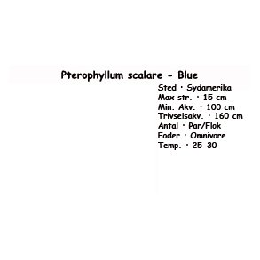 Pterophyllum scalare - Blue