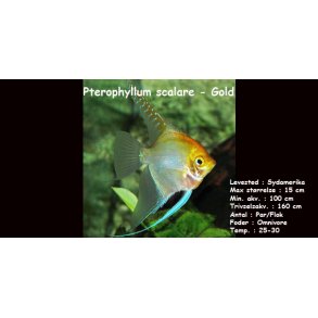 Pterophyllum scalare - Gold