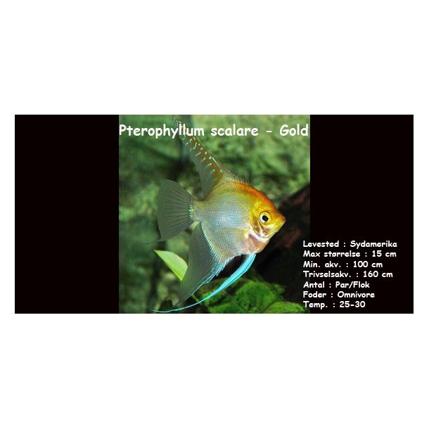 Pterophyllum scalare - Gold