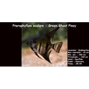 Pterophyllum scalare - Green Ghost Pinoy
