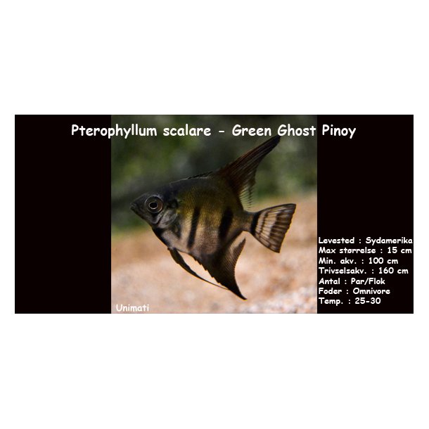Pterophyllum scalare - Green Ghost Pinoy