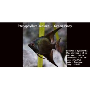 Pterophyllum scalare - Green Pinoy