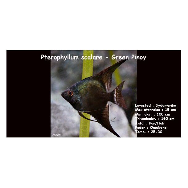Pterophyllum scalare - Green Pinoy