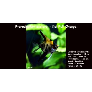 Pterophyllum scalare - Koi Full Orange
