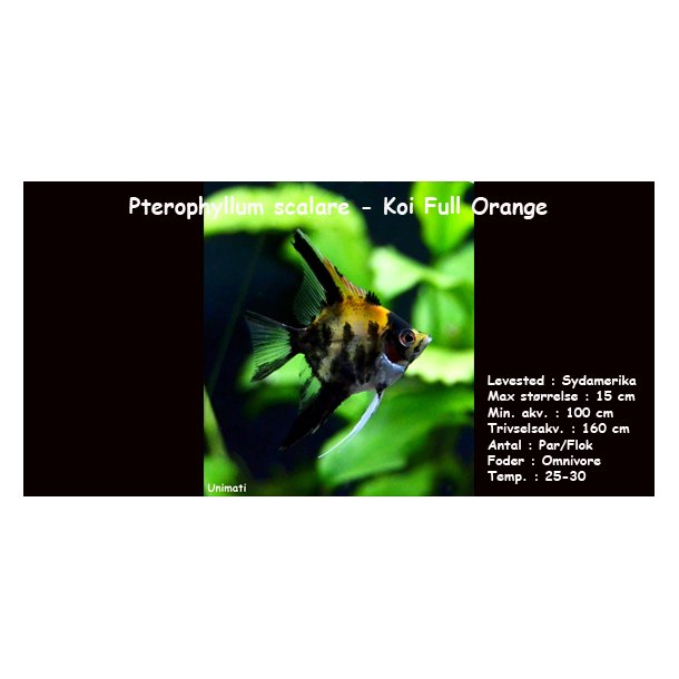 Pterophyllum scalare - Koi Full Orange