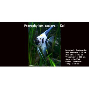 Pterophyllum scalare - Koi