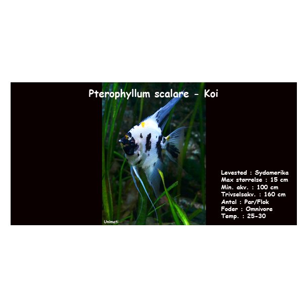 Pterophyllum scalare - Koi