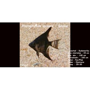 Pterophyllum scalare - Smoke