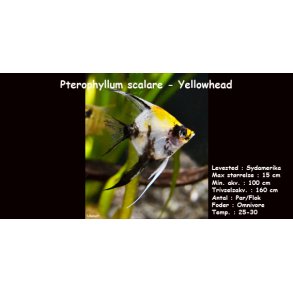 Pterophyllum scalare - Yellowhead