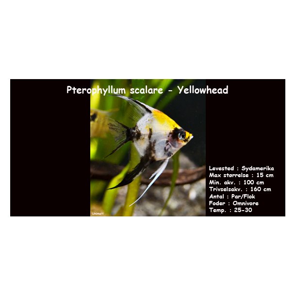 Pterophyllum scalare - Yellowhead