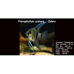 Pterophyllum scalare - Zebra