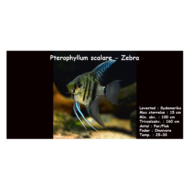 Pterophyllum scalare - Zebra