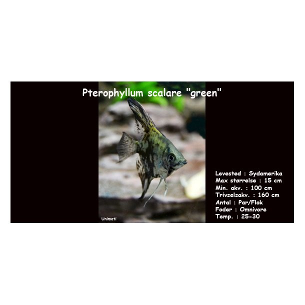 Pterophyllum scalare - Green