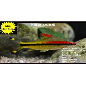 Puntius denisonii