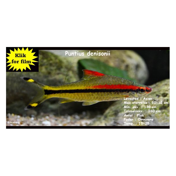 Puntius denisonii