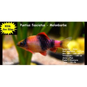 Puntius fasciatus - Melonbarbe