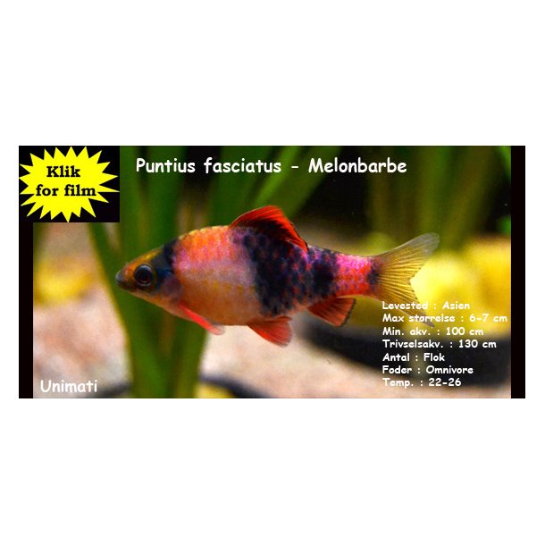 Puntius fasciatus - Melonbarbe