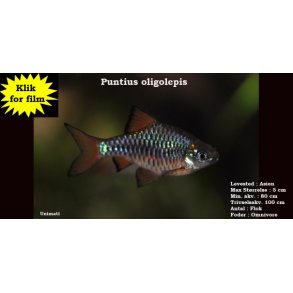 Puntius oligolepis - barbe