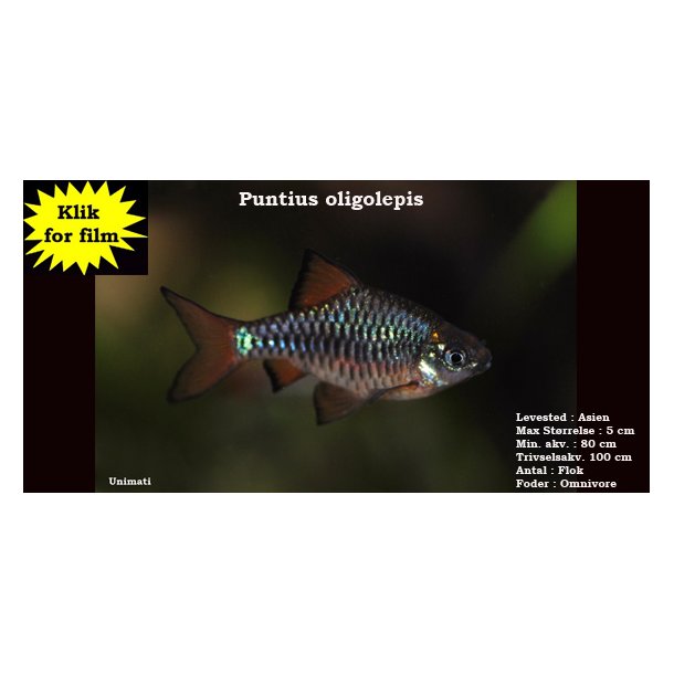 Puntius oligolepis - barbe