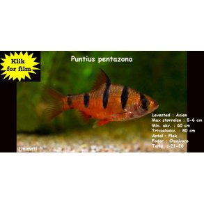 Puntius pentazona - Fembndbarbe