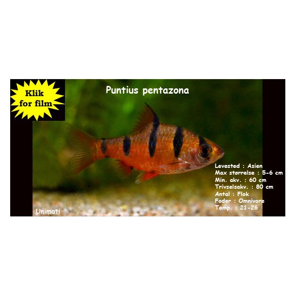 Puntius pentazona - Fembndbarbe