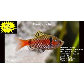 Puntius ticto - Toplettetbarbe