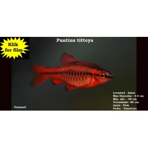 Puntius titteya - Titteyabarbe