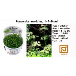 Ranunculus inundatus, 1-2-Grow! 