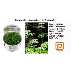 Ranunculus inundatus, 1-2-Grow! 