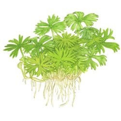 Ranunculus inundatus, 1-2-Grow! 