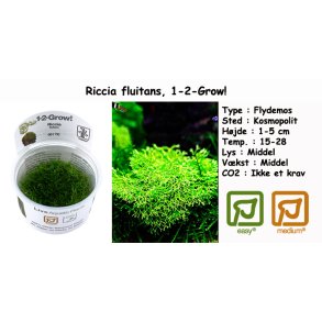 Riccia fluitans - Flydemos, 1-2-Grow! 