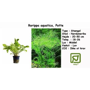 Rorippa aquatica, Potte