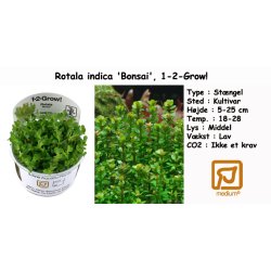 Rotala indica 'Bonsai', 1-2-Grow! 