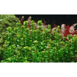 Rotala indica 'Bonsai', 1-2-Grow! 